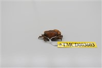 藏品(牧氏毛粒蟹)的圖片